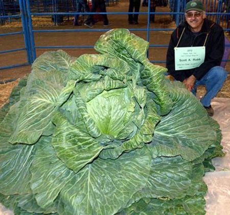 Legume si fructe in Cartea Recordurilor